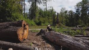 Best Emergency Tree Removal  in Sebastian, TX
