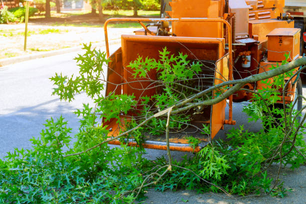 Best Organic Lawn Care Solutions  in Sebastian, TX