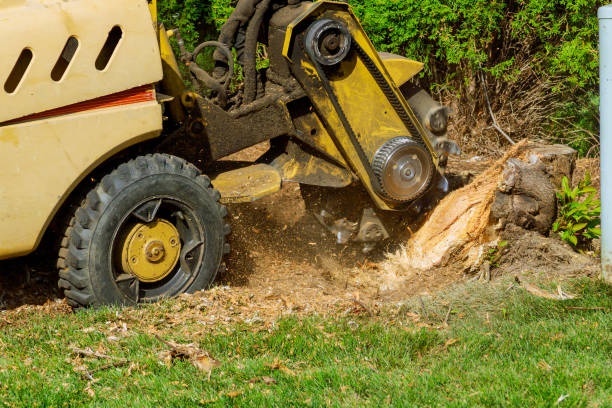 Best Commercial Tree Services  in Sebastian, TX