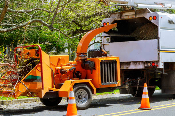 How Our Tree Care Process Works  in  Sebastian, TX
