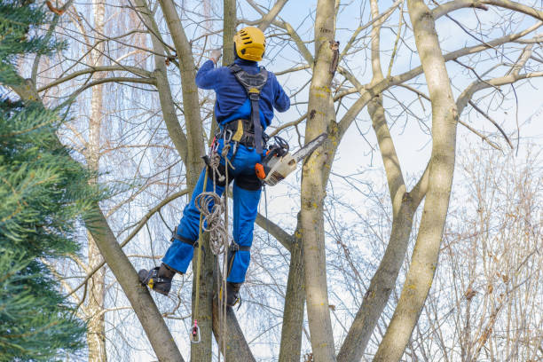 Best Tree and Shrub Care  in Sebastian, TX