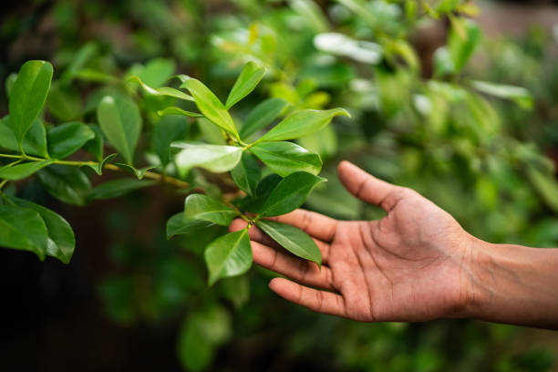 Best Tree Maintenance Programs  in Sebastian, TX