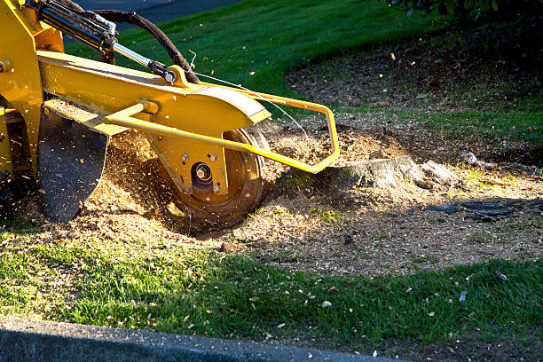 Best Tree Trimming and Pruning  in Sebastian, TX