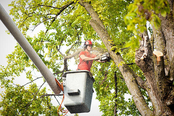 Best Fruit Tree Pruning  in Sebastian, TX
